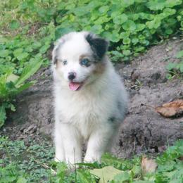 Auror Secret X Bolo - Blue merle male Miniature American Shepherd puppy in Tiskilwa, Illinois from First Harmony Farms