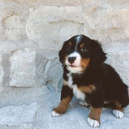 Bernedoodle and Goldendoodle Puppies from Baileys Ranch