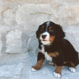 Bernedoodle and Goldendoodle Puppies from Baileys Ranch
