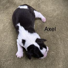 Axel - Black and white male English Springer Spaniel puppy in Clear Lake, South Dakota from Coteau Springers