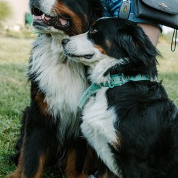 Bernedoodles and Bernese Mountain Dogs from Berns & Doodles