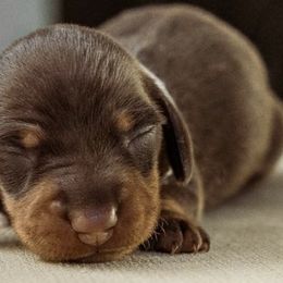 Dachshunds from Texas Dachshunds