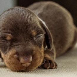 Dachshunds from Texas Dachshunds