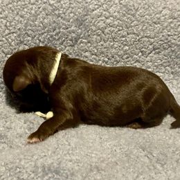 Green - Chocolate female Yorkipoo puppy in Martin, Tennessee from Danza Bolo