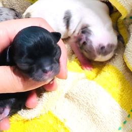 Black Rose - Black and tan female Chihuahua puppy in Santa Rosa Beach, Florida from Eva's Chihuahuas