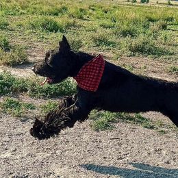 Dalmatians, Giant Schnauzers, and Poodles from Pawsh K9’s