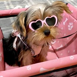 Goldendoodles, Poodles, and Yorkshire Terriers from Fancy Paws Inc