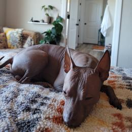 Chupie - American Hairless Terrier