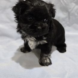 Liam - Black Mi-Ki puppy in Oakley, Michigan from BFF Mi-Kis
