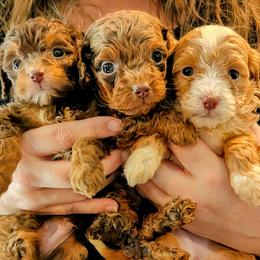 Aussiedoodle puppies from The Cuddly Dood Ranch