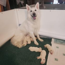 Berger Blanc Suisse puppies from Thornvalley White Shepherds