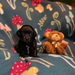 Havapoo Puppies from Cove Cutiepoos