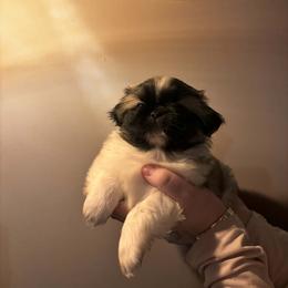 Oakley - Black and tan male Pekingese puppy in Brown City, Michigan from Sweet Pekes