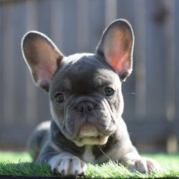 Mufasa - Tricolors male French Bulldog puppy in Austin, Texas from Ward's Frenchies 2 Yours