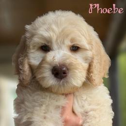 Light Pink Collar - Apricot female Goldendoodle puppy in Ringgold, Georgia from Sweet B’s Goldendoodles