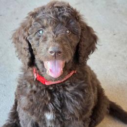 Denali -red collar - Brown female Bernedoodle puppy in Aurora, Colorado from Simply Amazing Doodles