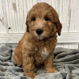 Tia's Pink Collar Girl 2150 - Red  female Goldendoodle puppy in Alvin, Texas from JP Southern Doodles