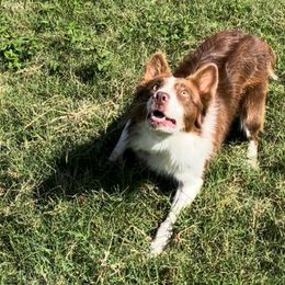 Boone - Border Collie