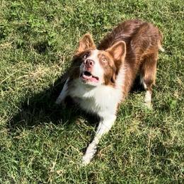 Boone - Border Collie