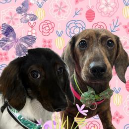 Billy - Dachshund