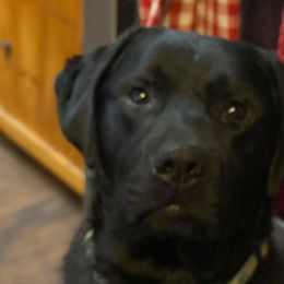 Murphy - Labrador Retriever