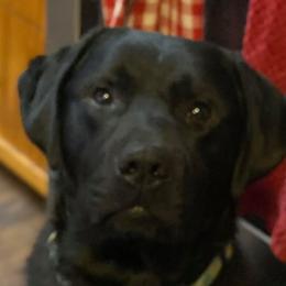 Murphy - Labrador Retriever