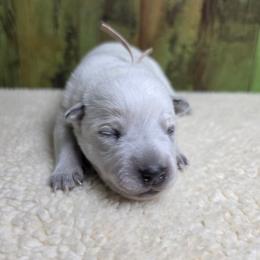 Brown Collar Red Male - Red speckled male Australian Cattle Dog puppy in Riverton, Utah from Rundown Ranch Cattle Dogs