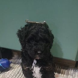 Little Foot - Black white and tan male Cockapoo puppy in Ellensburg, Washington from Dawn to Dusk Cockapoos