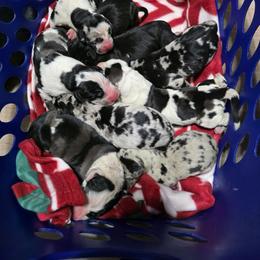 Great Dane puppies from Divine Rottweilers