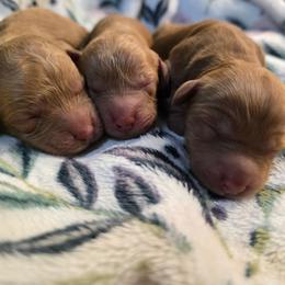 Red 3 - Red female Cavapoo puppy in Truckee, California from Heavenly Goldendoodles