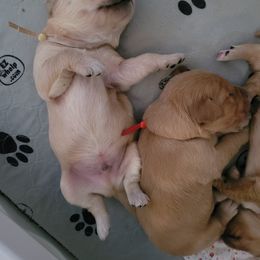 Golden Retriever Puppies from Middlecreek Goldens