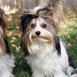 Biewer Terriers and Welsh Springer Spaniels from Xanadu