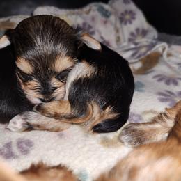 No Collar - Black and gold female Yorkshire Terrier puppy in Sidney, Ohio from Little Yorkie World