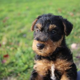 Airedale Terrier, Lakeland Terrier, and Welsh Terrier Puppies from Anne's Pups