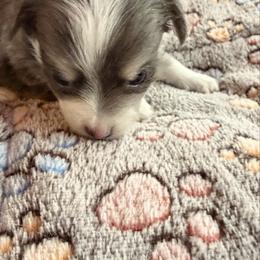 Merle Haggard - Blue merle male Chihuahua puppy in Drumright, Oklahoma from Fancy Pants Chihuahua’s