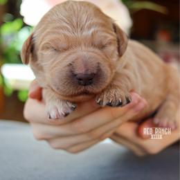 Vinyl - Apricot male Goldendoodle puppy in Salado, Texas from Red Ranch Dogs