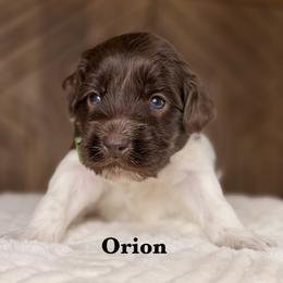 Orion - Chocolate male Australian Labradoodle puppy in Citrus Heights, California from Elite Blend Labradoodles