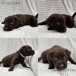 Glacier - Grey Collar - Chocolate male Labrador Retriever puppy in Boyd, Minnesota from Lindley Labradors
