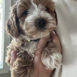 Assorted Doodle Crosses, Bernedoodle, Cavachon, Cavapoochon, Goldendoodle, and Spanish Water Dog Puppies from PitterPatterPuppiesNJ