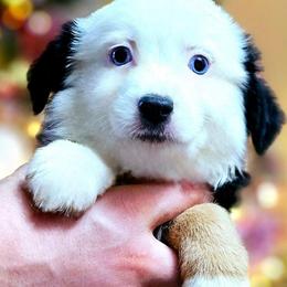 Jackie - Black tri female Miniature Australian Shepherd puppy in Punta Gorda, Florida from Christie's Creekside Aussies
