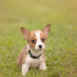 Green collar Male- Glory - Sable male Pembroke Welsh Corgi puppy in Waverly Hall, Georgia from 6g Ranch Corgis