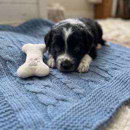 Obsidian - Black & white male Australian Shepherd puppy in Ellensburg, Washington from Creekside Aussies