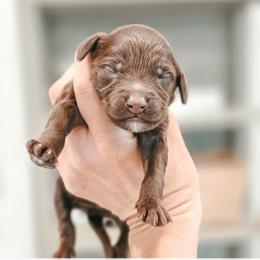 Snicks - Chocolate male Goldendoodle puppy in Punta Gorda, Florida from Transformation Acres Goldendoodle