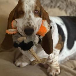 Rosa - Basset Hound