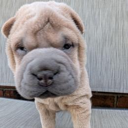Girl 2 - Isabella dilute female Chinese Shar-Pei puppy in Autryville, North Carolina from T&D'S Razen Wrinkles Shar-pei
