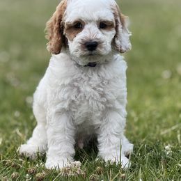 Boy 6 - male Cavapoo puppy in Ivins, Utah from Taylia's Cavapoos