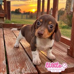 Patches - Piebald male Dachshund puppy in Hawley, Texas from Little e Dachshunds