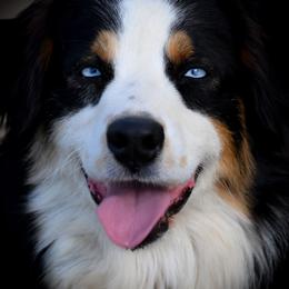 Diamond - Black tri-color female Australian Shepherd puppy in Fultonville, New York from Sandy Aussies & Pomeranians