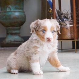 Miniature Australian Shepherd and Toy Australian Shepherd Puppies from Brat Aussies