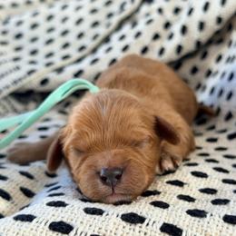 Finnley - Red male Cavapoo puppy in Preston, Idaho from Rocking JH Pup Co